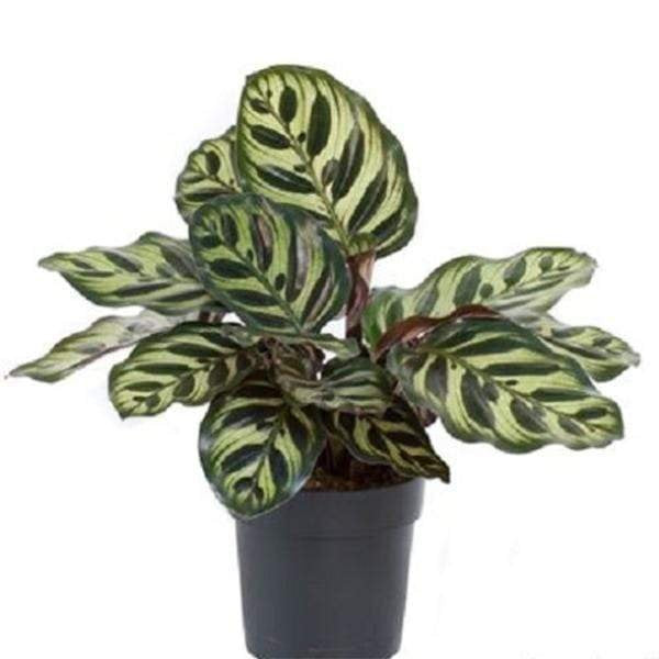 Calathea - 5" Pot