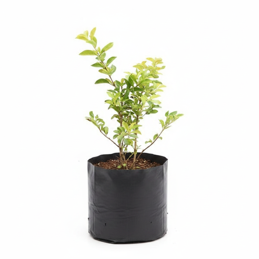 Golden Duranta - 6" Grow bag