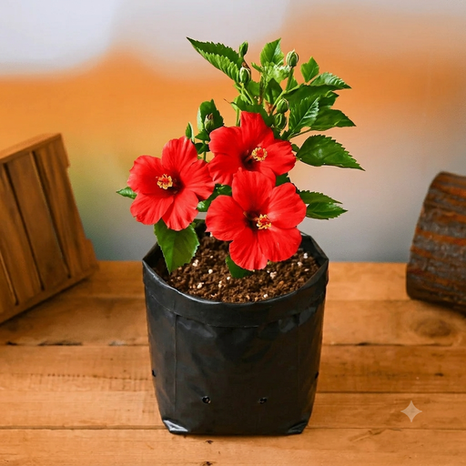 Hibiscus Red - 10" Grow bag