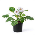 Gerbera White - 5" Pot