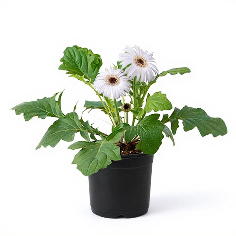 Gerbera White - 5" Pot