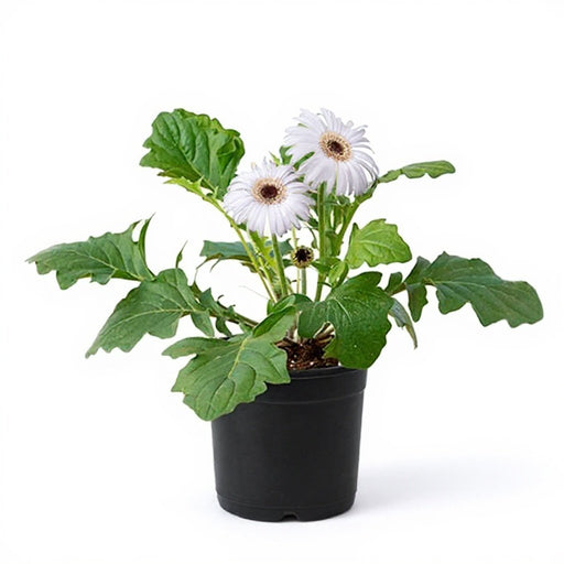 Gerbera White - 6" Pot