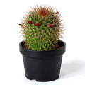 Pincushion Cactus - 3" Pot