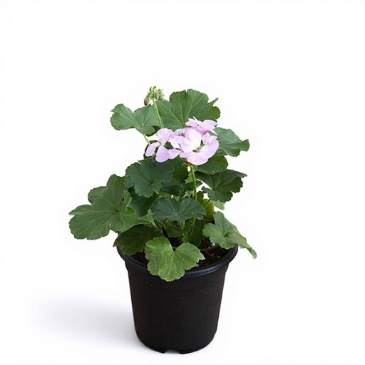 Geranium Ivy Baby Pink - 5" Pot