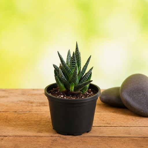 Zebra Cactus - 3" Pot