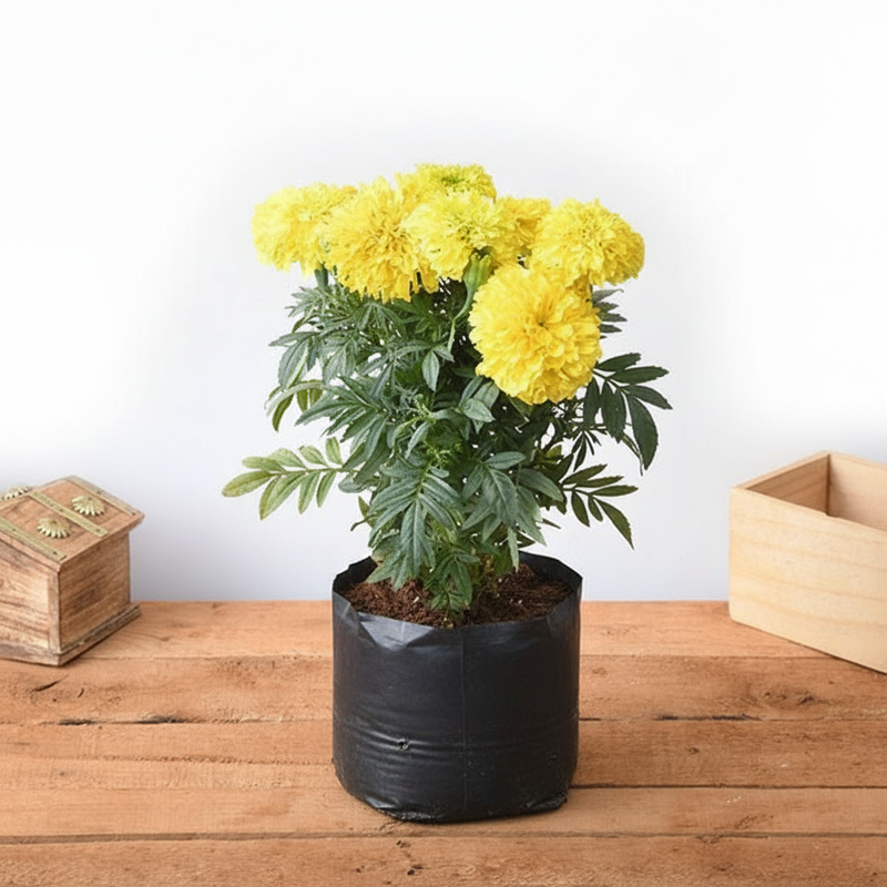 Marigold African Yellow - 6" Grow bag