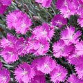 Dianthus Pink - 5" Pot