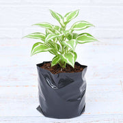 Money Plant Marble Queen