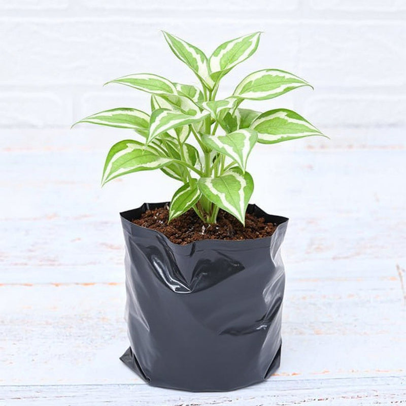 Money Plant Marble Queen