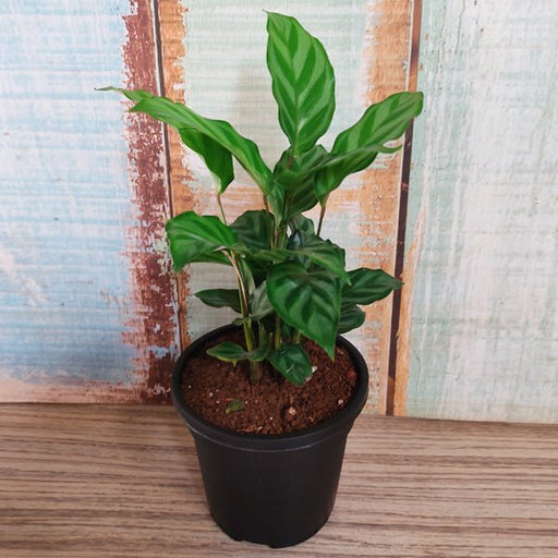 Calathea Freddie Green - 5" Pot