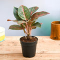 Aglaonema widuri, Aglaonema Red Peacock - 4" Pot