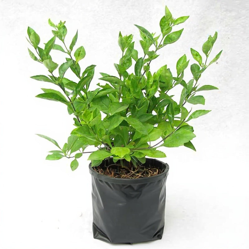 Duranta Green - 6" Grow bag