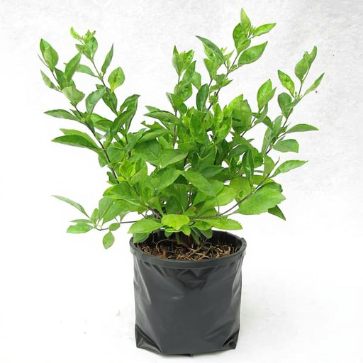 Duranta Green - 6" Grow bag