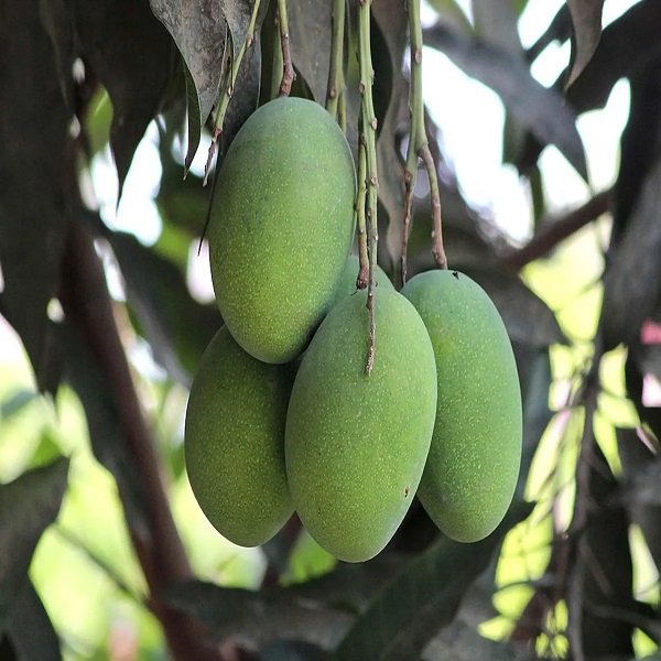 Mango Tree (Amrapali, Grafted) - 10" Grow bag