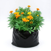 Mexican Marigold Orange