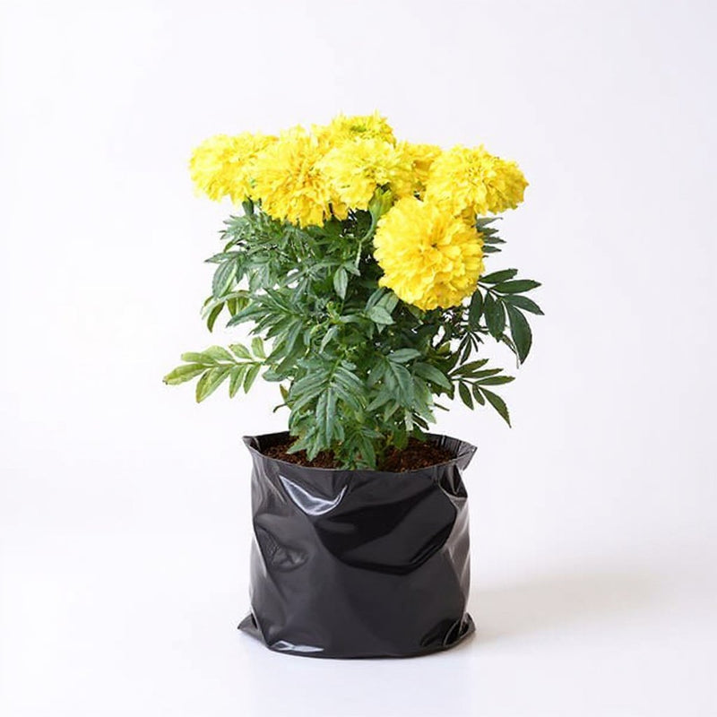 Marigold African Yellow