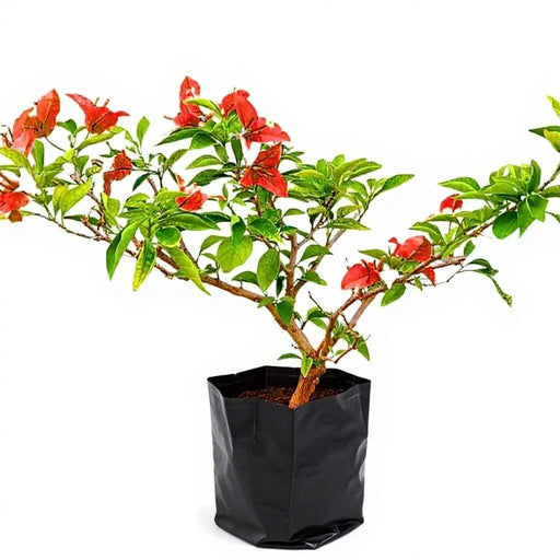 Bougainvillea Red - 10" Grow bag