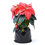 Poinsettia White