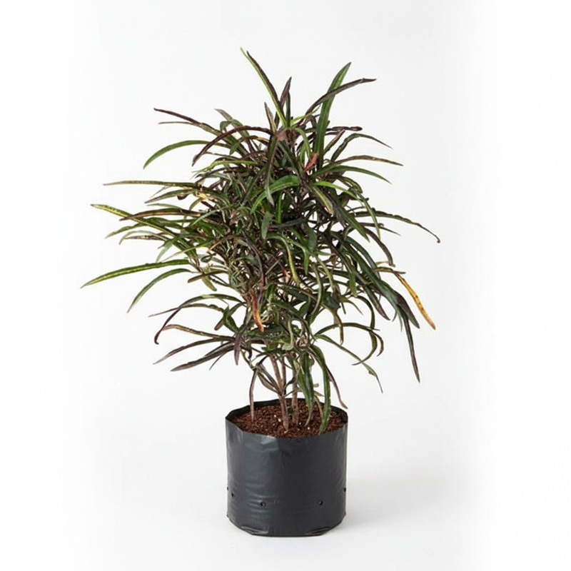 Croton Zanzibar - 10" Grow bag