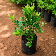 Karonda - 6" Grow bag