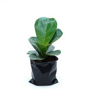 Fiddle Leaf Fig