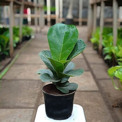 Fiddle Leaf Fig - 8" Pot