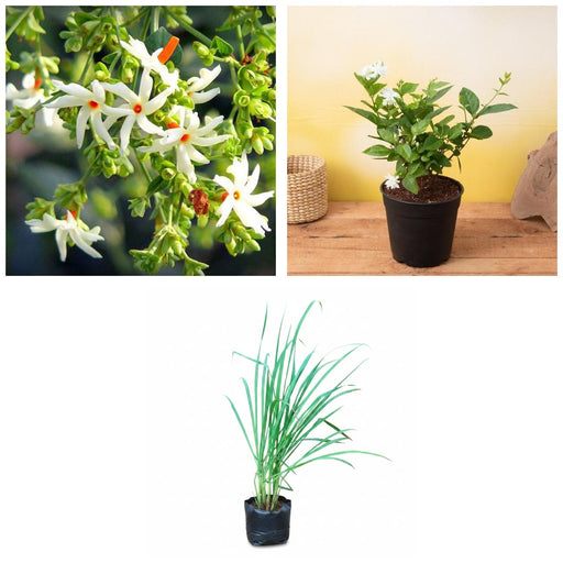 First Plants - Set of 3 Easy to Grow Plants for Beginners
