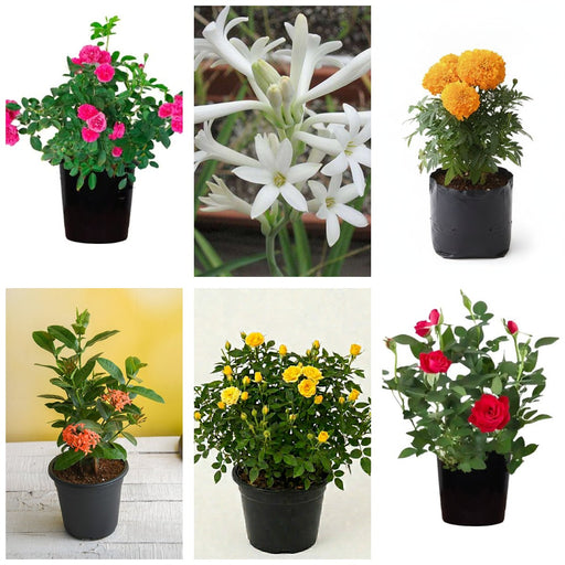 Flower Bed Six - Set of 6 Flowering Garden Plants
