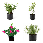 Flowering Dozen - Set of 12 Flowering Plants for Garden