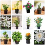 Flowering Dozen - Set of 12 Flowering Plants for Garden