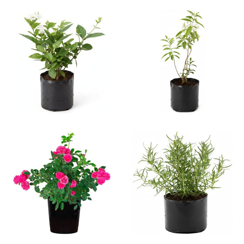 Flowering Dozen - Set of 12 Flowering Plants for Garden