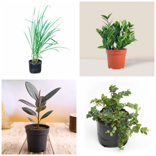 Forgetful Gardener Four - Set of 4 Low Maintenance Plants