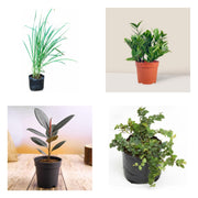 Forgetful Gardener Four - Set of 4 Low Maintenance Plants
