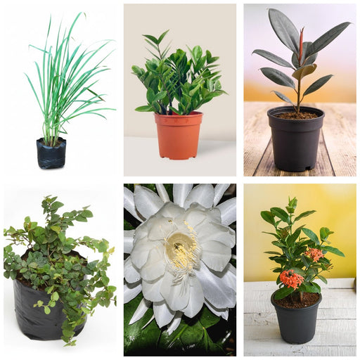 Forgetful Gardener Six - Set of 6 Low Maintenance Plants