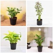 Four Corners - Set of 4 Vastu Plants for Home