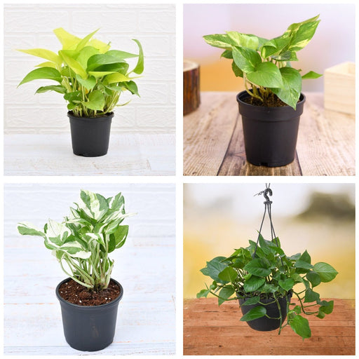 Four Money Plants - Set of 4 Money Plant Varieties