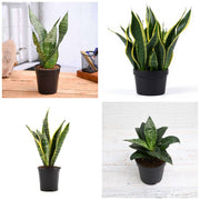Four Snakes - Set of 4 Snake Plant Varieties