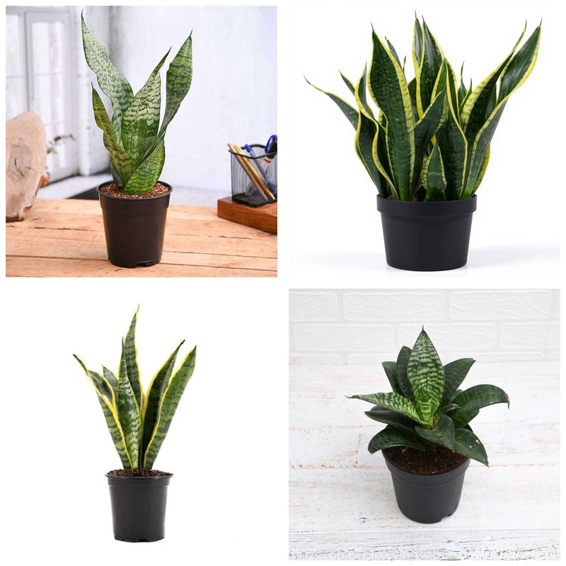 Four Snakes - Set of 4 Snake Plant Varieties