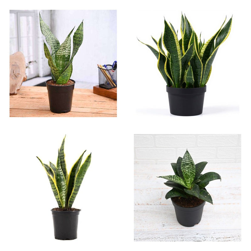 Four Snakes - Set of 4 Snake Plant Varieties
