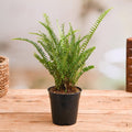 Boston Fern Green - 5" Pot