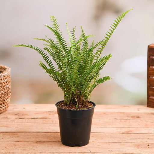 Boston Fern Green - 5" Pot