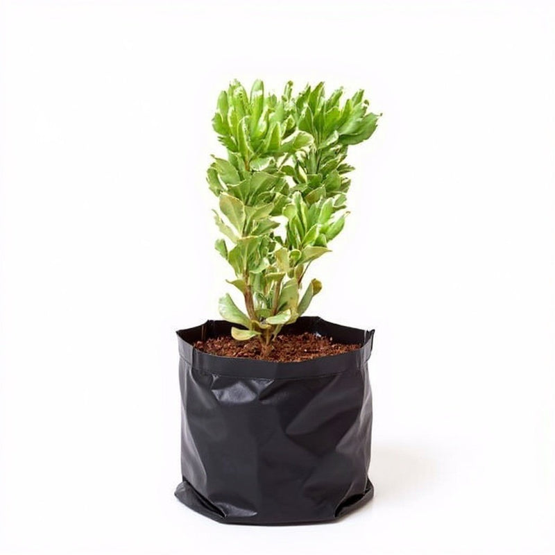 Pittosporum Tobira Variegatum - 6" Grow bag