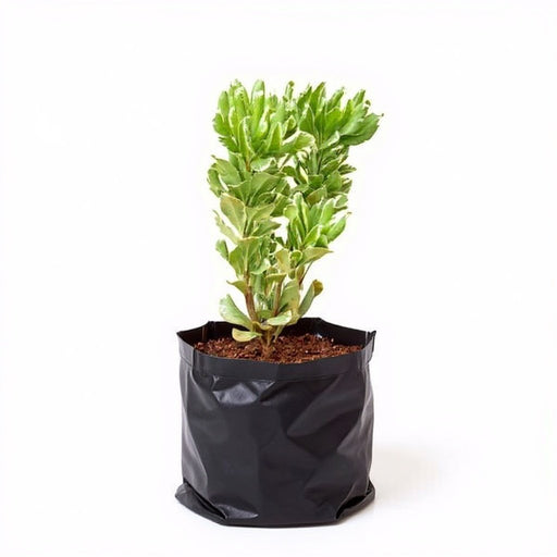Pittosporum Tobira Variegatum - 6" Grow bag