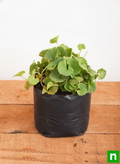 Brahmi - 6" Grow bag
