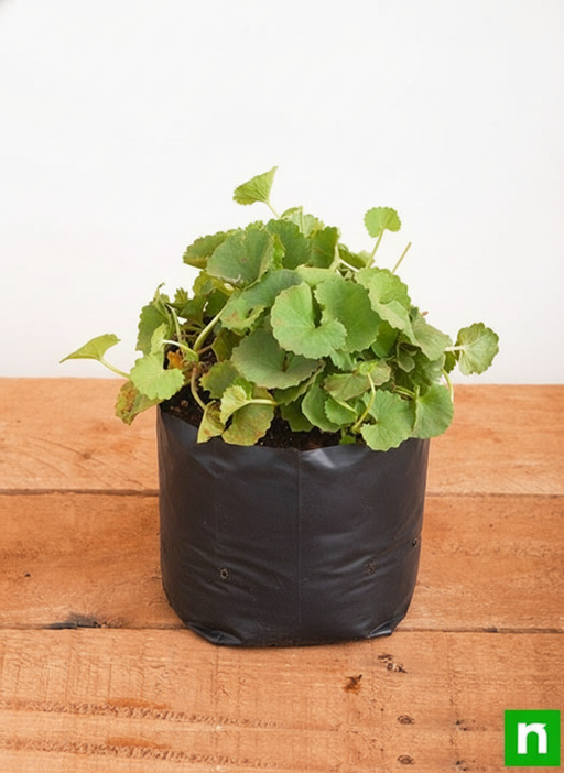 Brahmi - 6" Grow bag