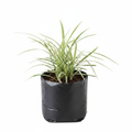 Ophiopogon Jaburan Variegated - 6" Grow bag