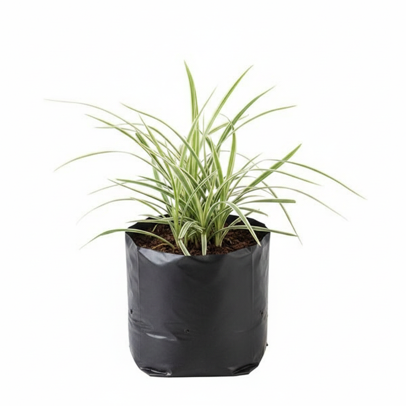Ophiopogon Jaburan Variegated - 6" Grow bag