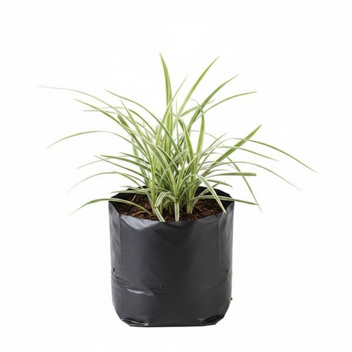 Ophiopogon Jaburan Variegated - 6" Grow bag