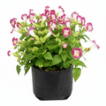 Wishbone Flower Pink - 6" Grow bag