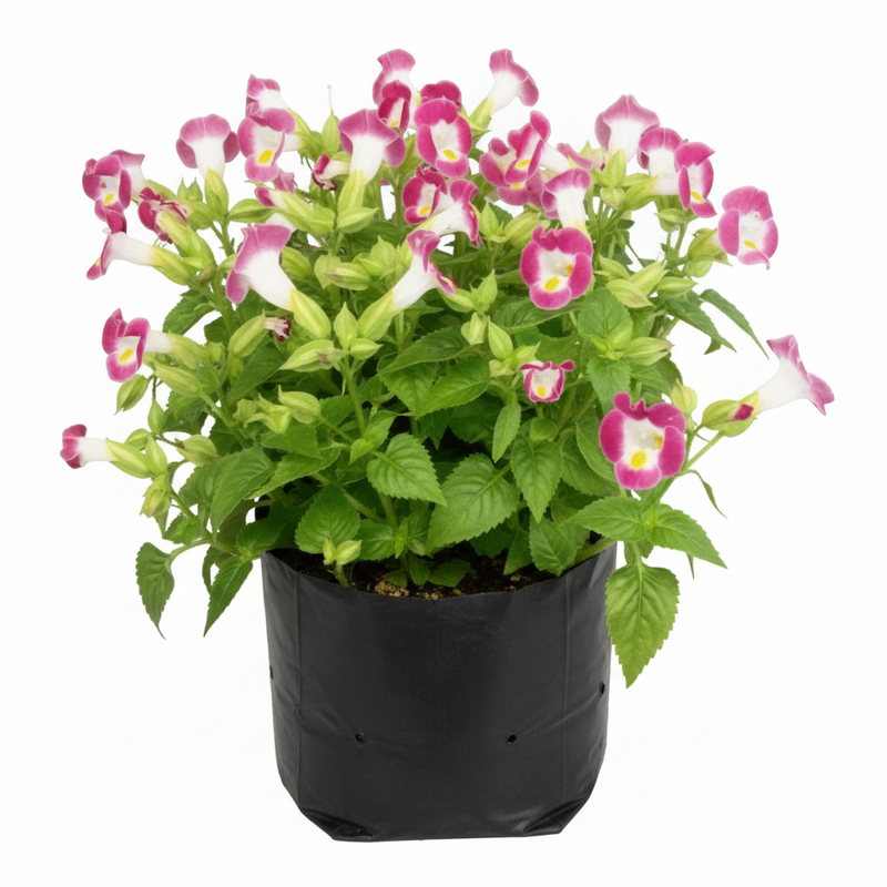 Wishbone Flower Pink - 6" Grow bag